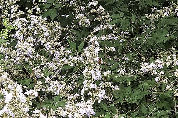 荊條花