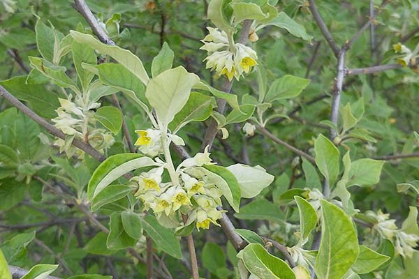 翅果油花