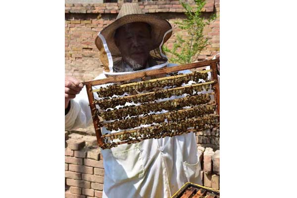 蜂場風(fēng)采